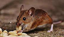 24 Hour & Emergency Exterminators in Tinley Park, IL